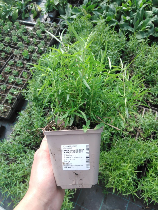 Amerikkalainen vuoriminttu Flexuosum - 2024