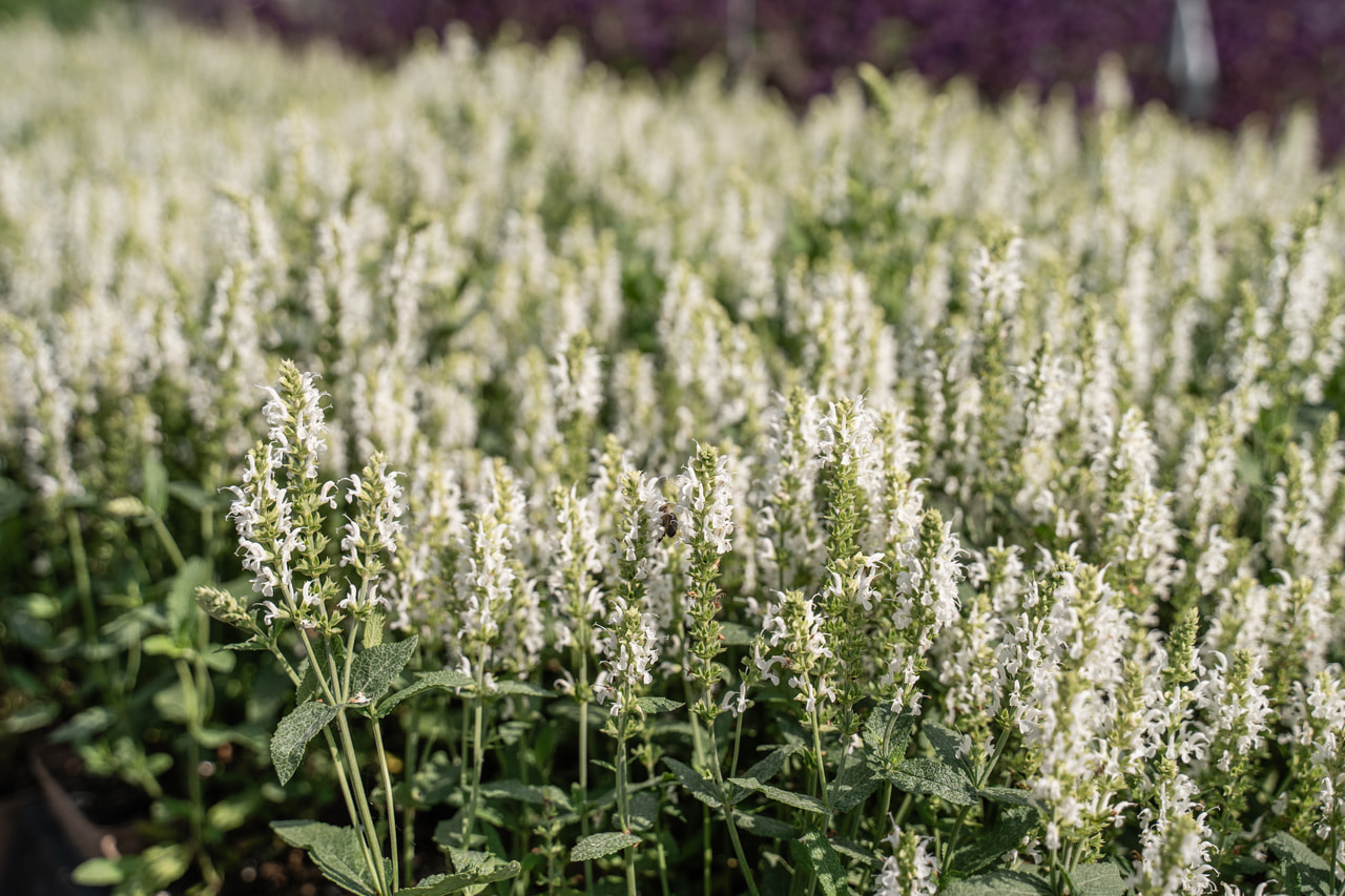 Šalvěj hajní Adrian, Loukykvět