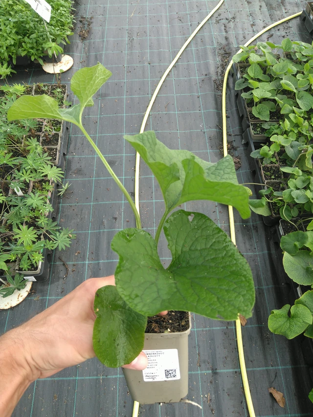 Nomeolvides de hojas grandes  - 25. 7. 2025