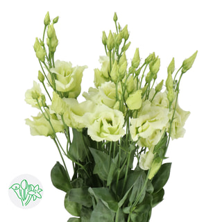 Eustoma Alissa 2 Green, Loukykvět