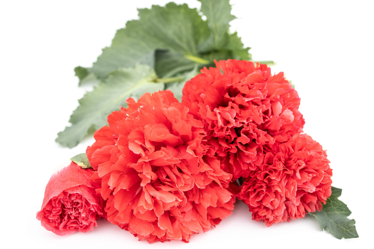 Mák pivoňkovitý Scarlet, Loukykvět