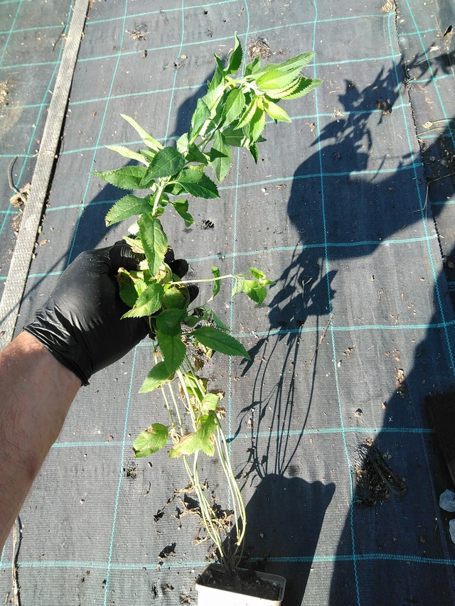 Verónica Schneeriesin - 19. 8. 2025