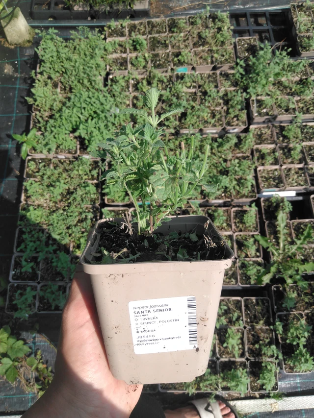 Catnip Senior - 2024