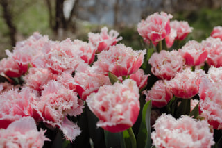 Tulipán Queensland, Loukykvět