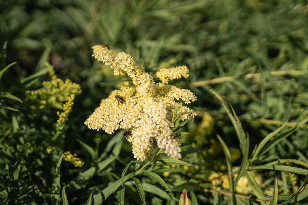 Zlatobýl Romantic Glory, Loukykvět