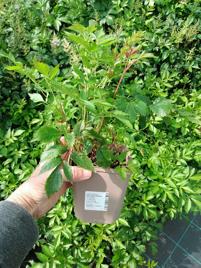 Astilbe Europa - 9. 6. 2025