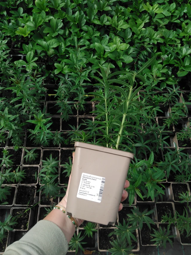 Rozrazilovec Album - 2024