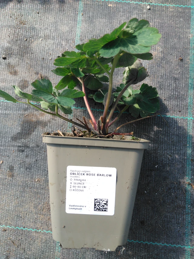 Columbine Rose Barlow - 3. 4. 2025