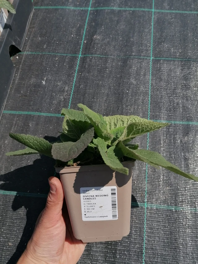 Verbasco Wedding Candles - 2024