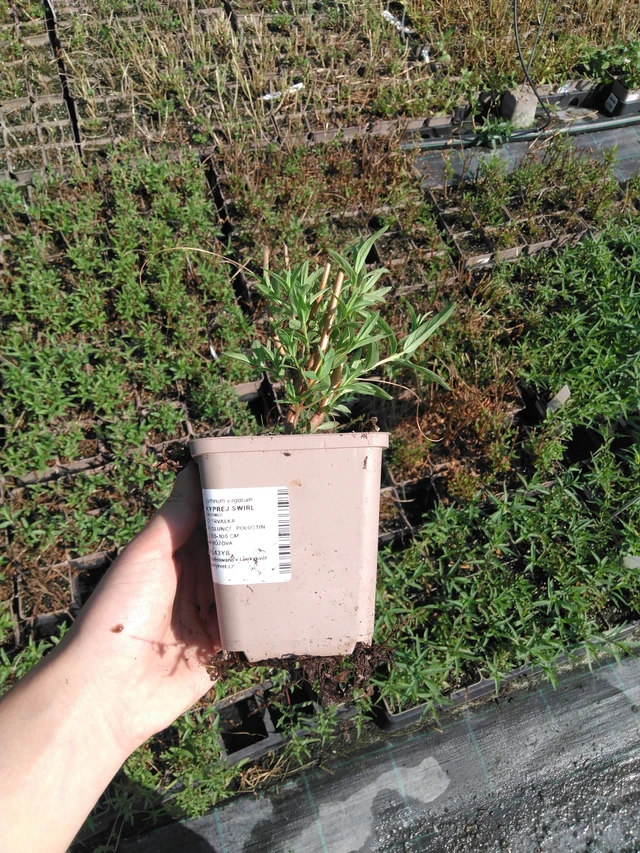 Rantakukka Swirl - 2024