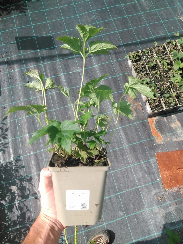 Sasanka plstnatá Robustissima - 24. 6. 2025