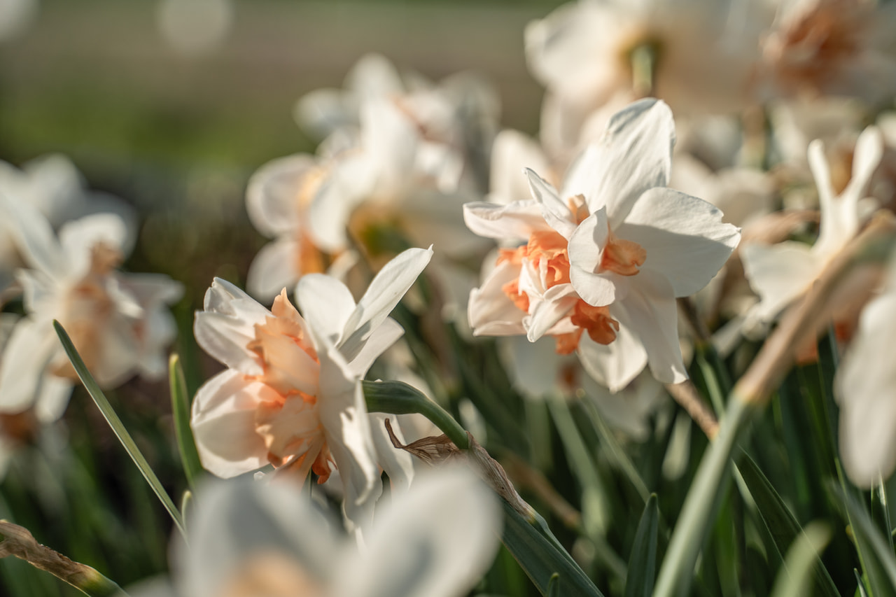 Narcis Replete, Loukykvět