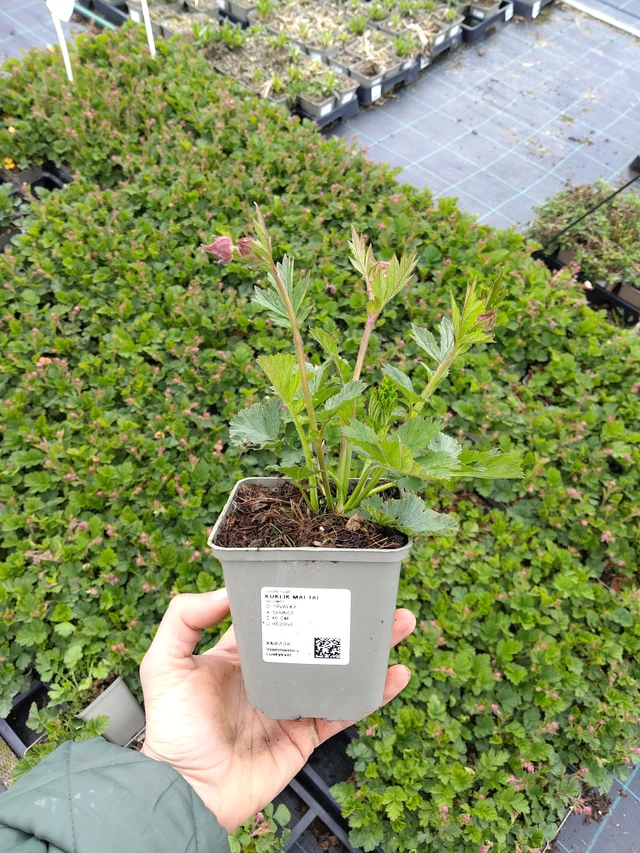 Kuklík Mai Tai - 21. 4. 2026