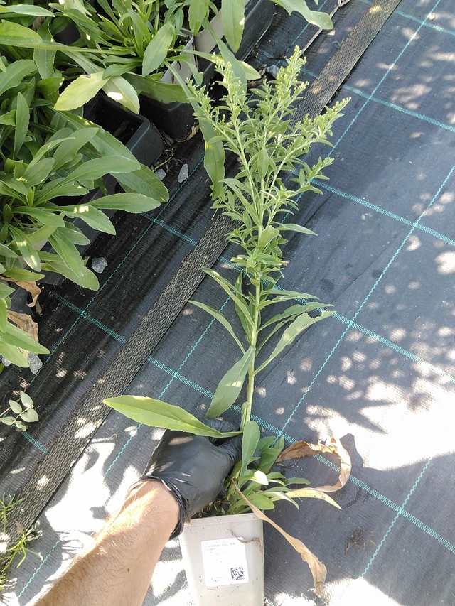 Kanadanpiisku Golden Glory - 19. 8. 2025