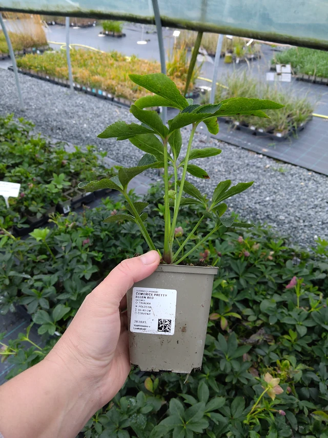 Hellebore Pretty Ellen Red - 10. 10. 2025