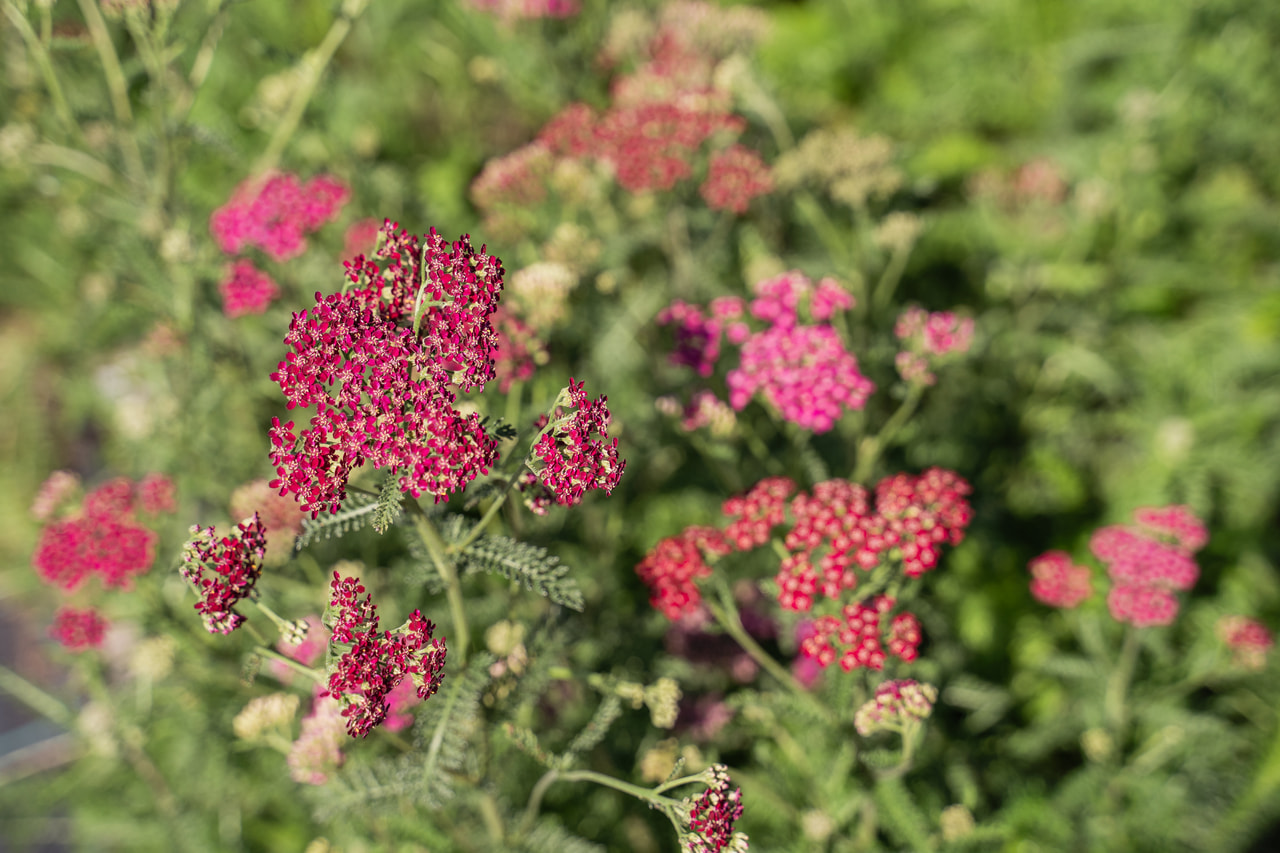 Cickafark Cassis, Loukykvět