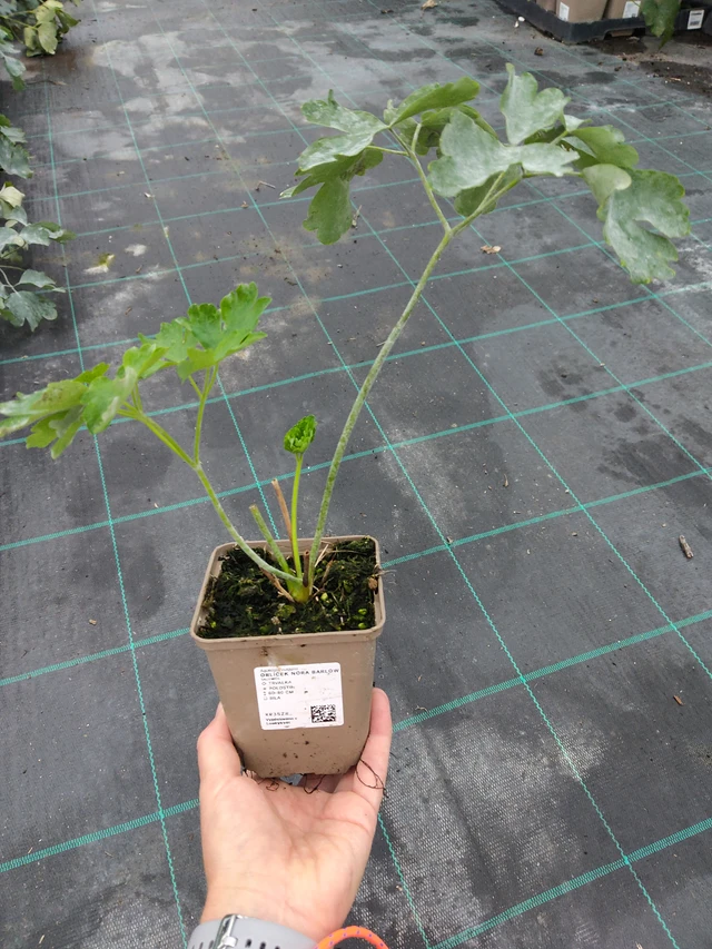 Akvileija Nora Barlow - 10. 9. 2025