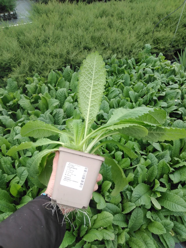 Štětka laločnatá - 2024