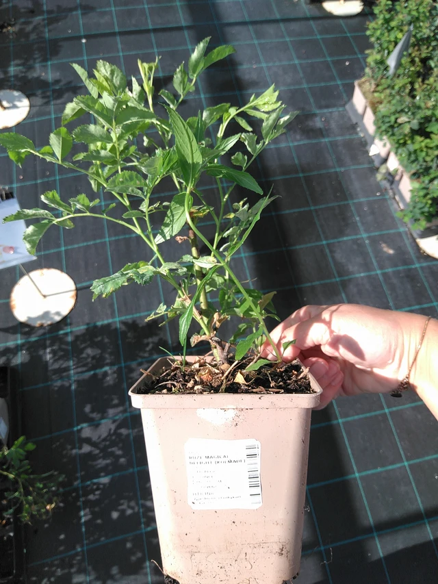 Rose Magical Delight (Kolmade) - 11. 7. 2025