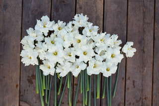 Narcis Colblanc, Loukykvět