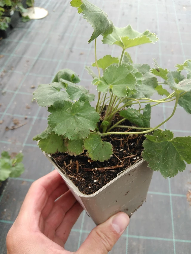 Kontryhel Irish Silk - 7. 7. 2025