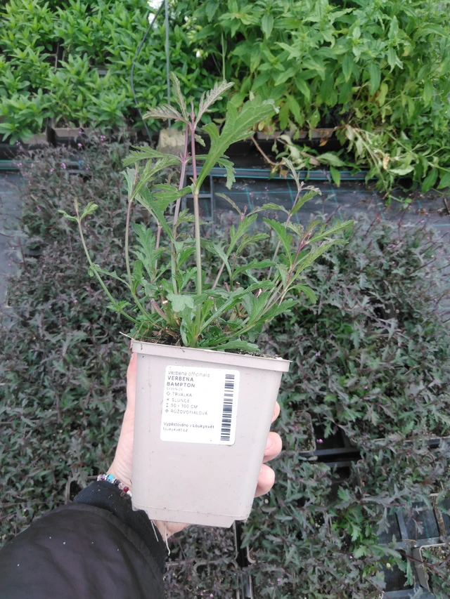 Verbena Bampton - 2024