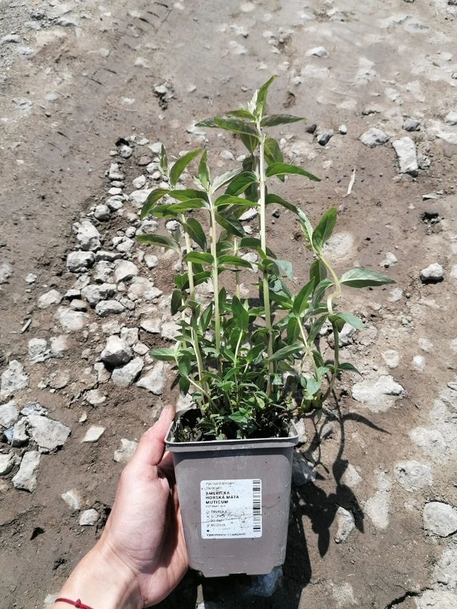 Menta de montaña americana Muticum - 2024