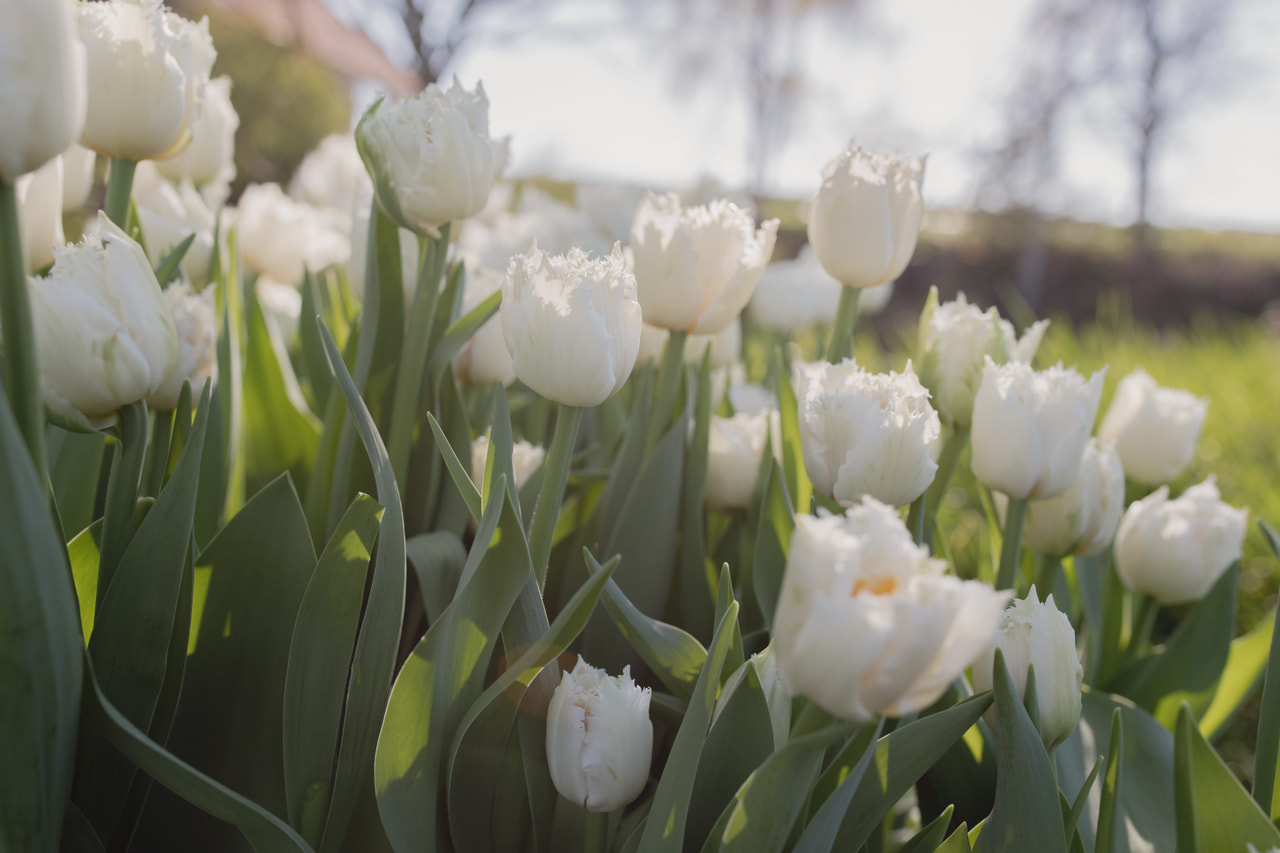 Tulipán White Magic, Loukykvět