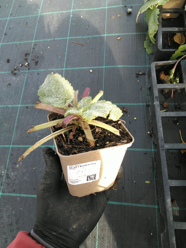 Muskottisalvia - 31. 10. 2025