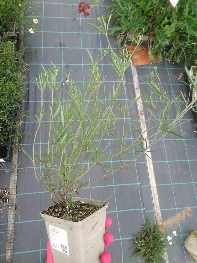 Krásnoočko Moonbeam - 29. 7. 2025