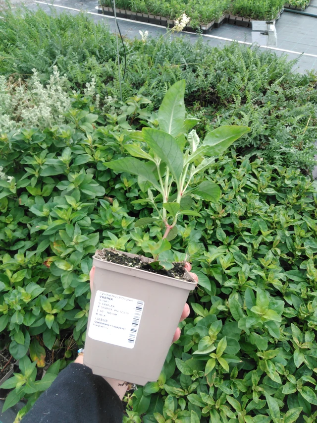 Lisimaquia curvada - 2024