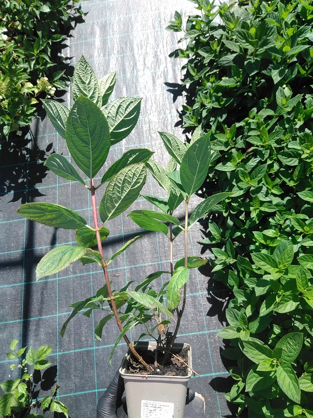 Hortensia Pink Diamond - 19. 8. 2025