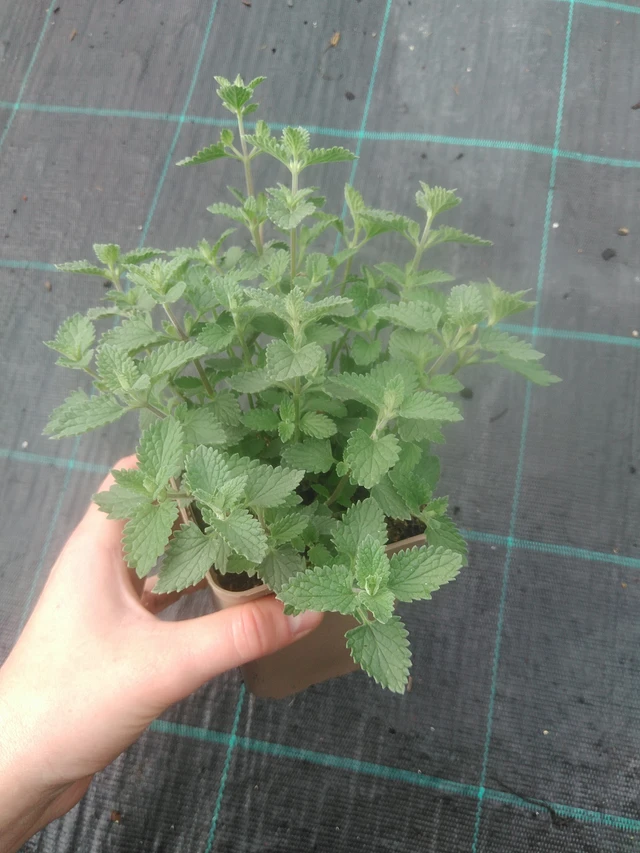 Šanta Six Hills Giant - 17. 7. 2025