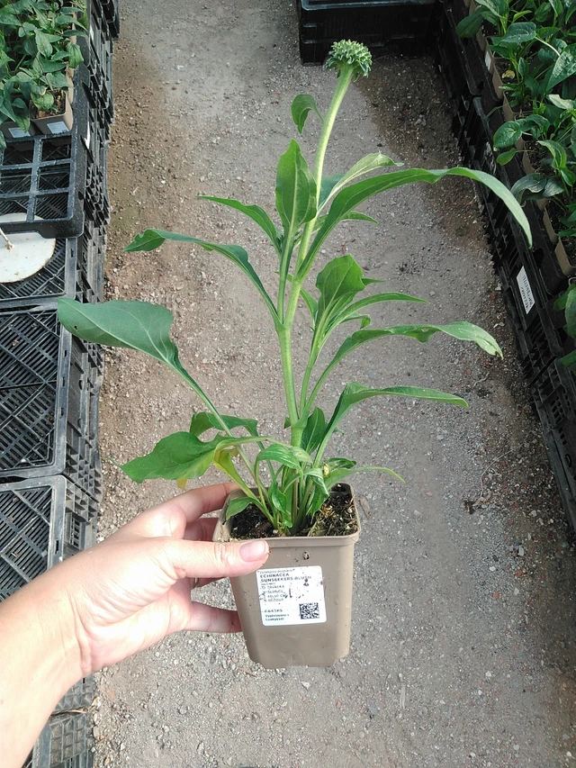 Echinacea SunSeekers Blush - 19. 8. 2025
