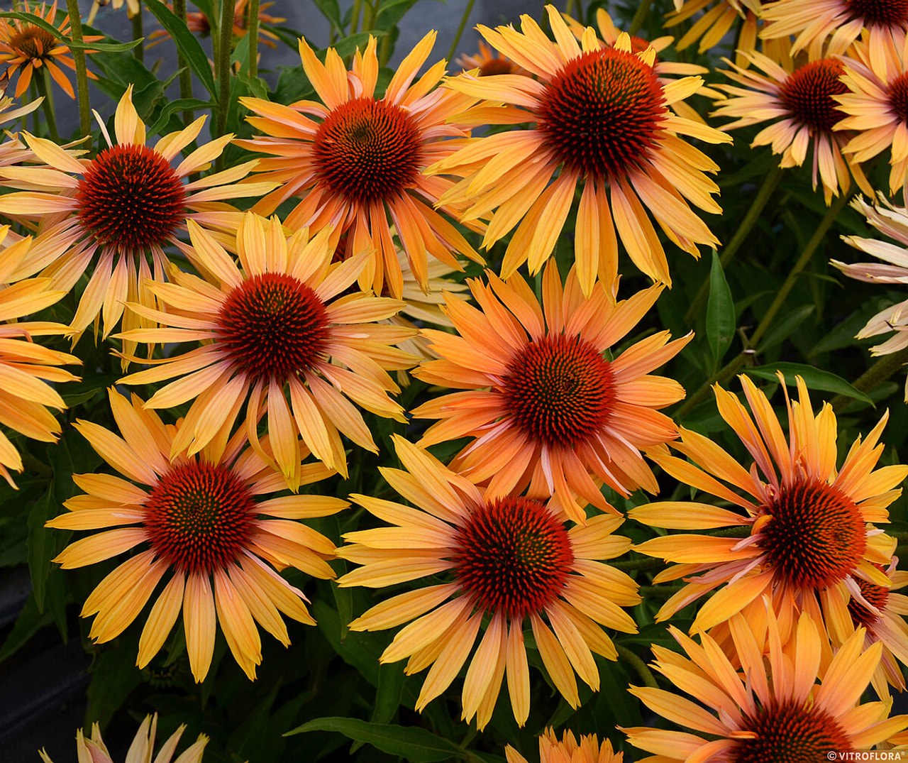 Echinacea Big Kahuna, Loukykvět