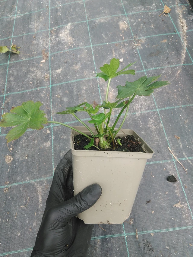 Jarmanka - 31. 7. 2025