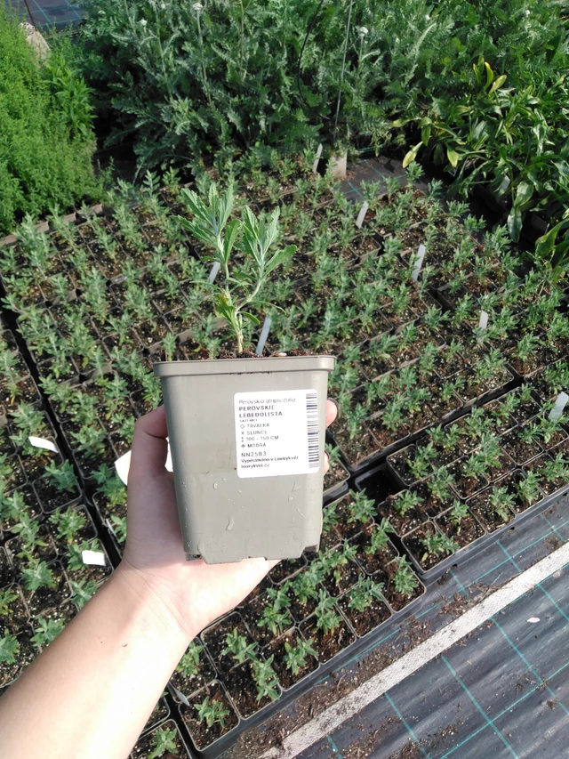 Perovskie lebedolistá - 2024