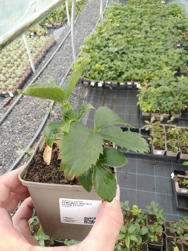 Čemeřice Double Ellen Peach - 7. 7. 2025