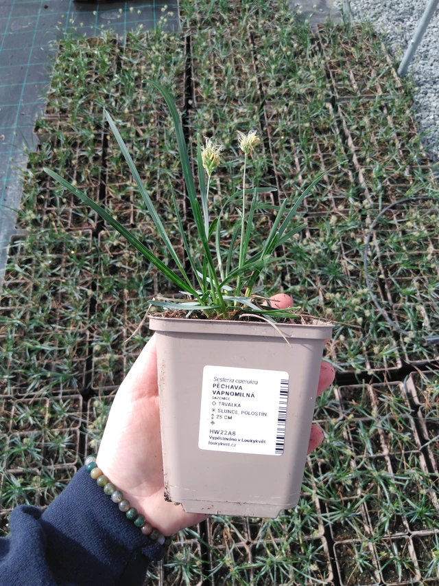 Pěchava vápnomilná - 2024