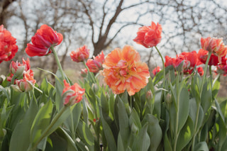 Tulipán Gudoshnik Double, Loukykvět