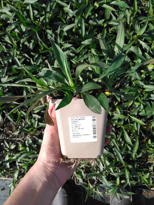 Astra White Ladies - 2024