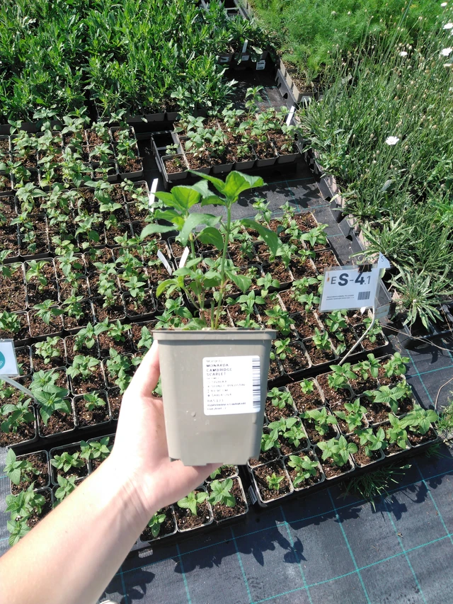 Monarda Cambridge Scarlet - 2024