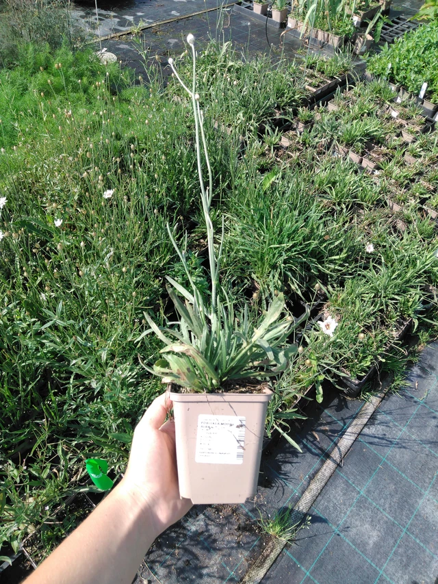 Lobelia azul Alba - 2024