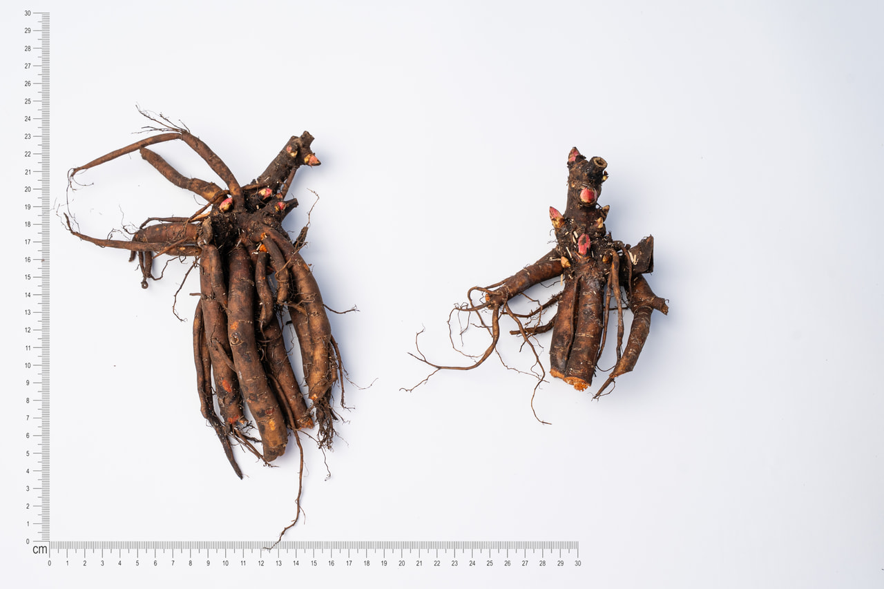 Pivoňka Blush Queen, Loukykvět