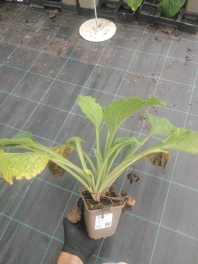 Dedalera Pam’s Choice - 10. 9. 2025