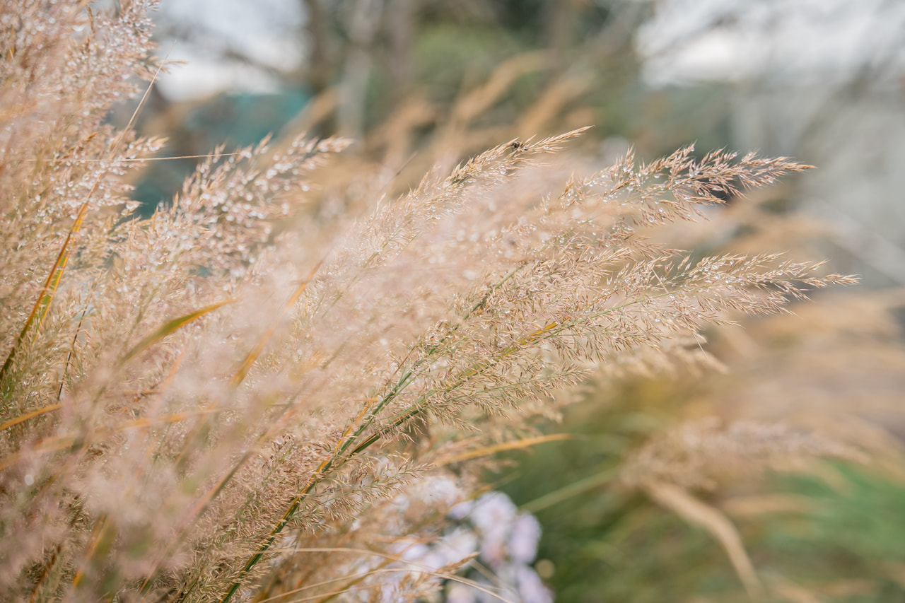 Szőrös nádtippan, Loukykvět