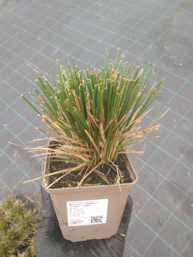 Metlice trsnatá Schottland - 23. 10. 2025