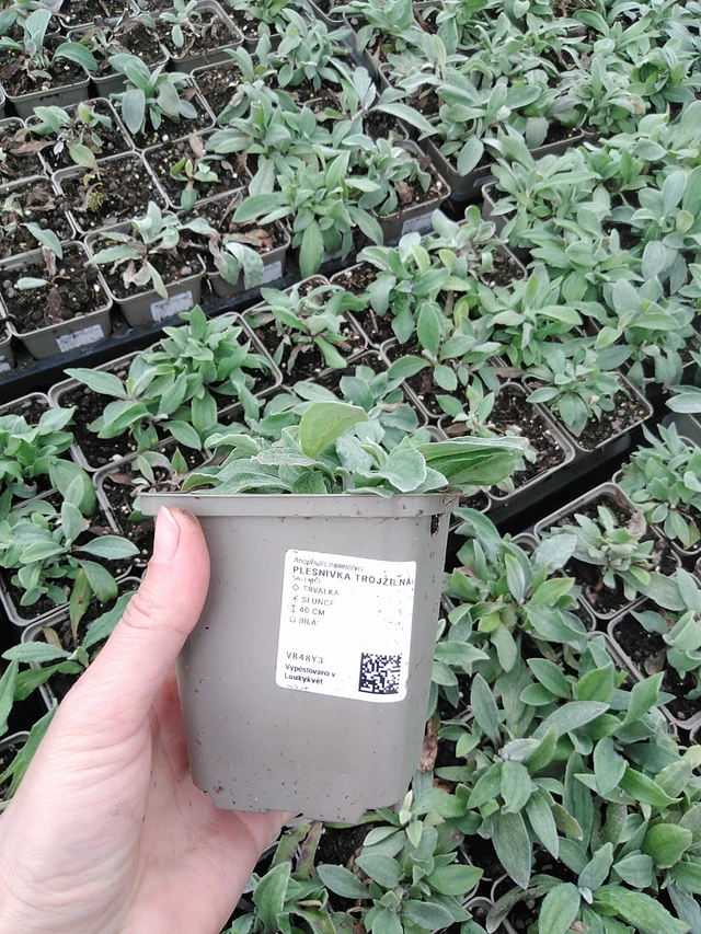 Anaphalis trojžilná - 9. 6. 2025