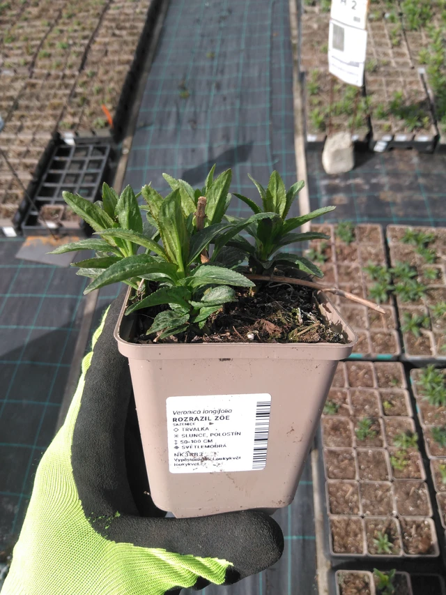 Verónica Zöe - 8. 4. 2025