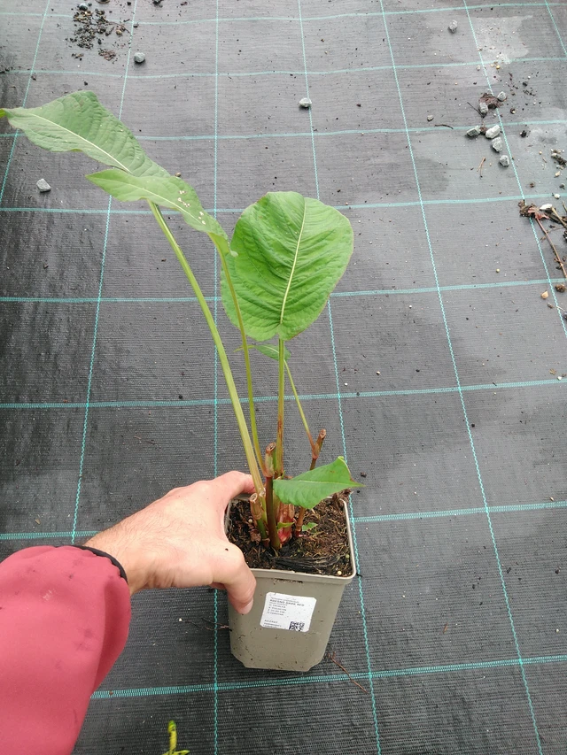 Persicaria Dark Red - 28. 7. 2025